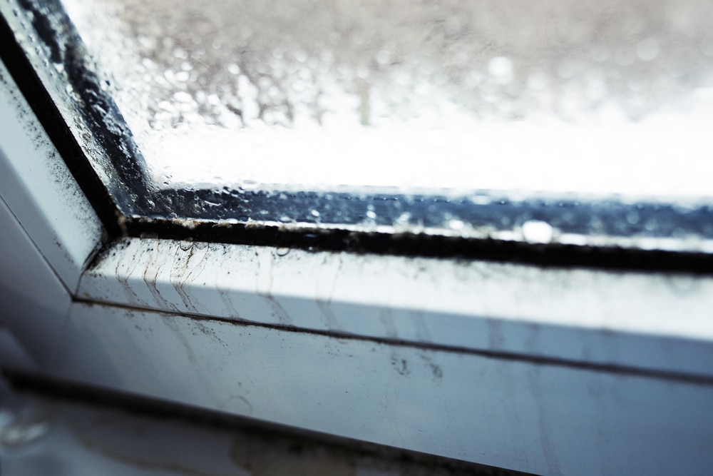 mold growth on window sills