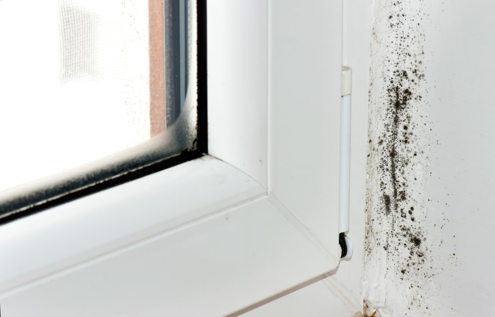 mold growth on window sills