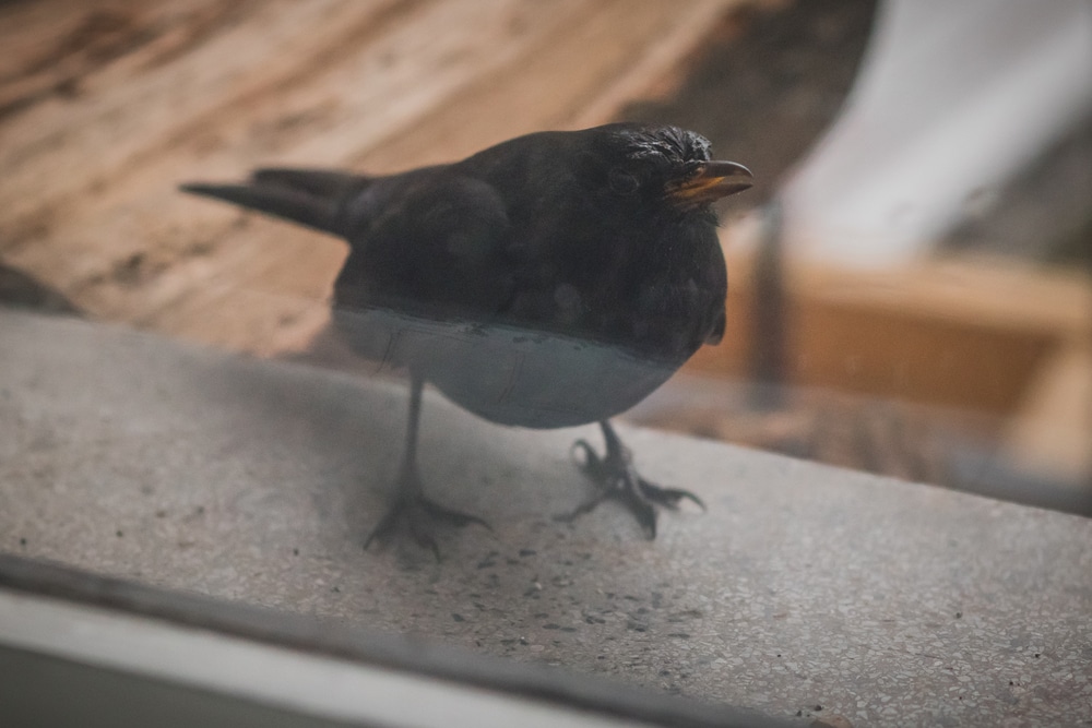 birds hit windows prevent birds from hitting windows