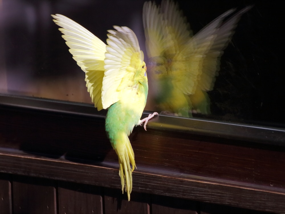 birds hit windows prevent birds from hitting windows